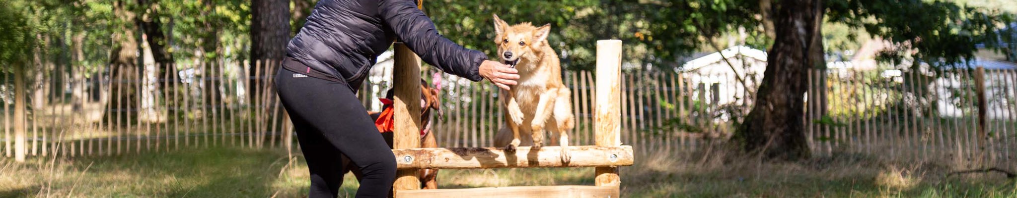 3 Top-Reiseziele in den Niederlanden für einen Urlaub mit Ihrem Hund